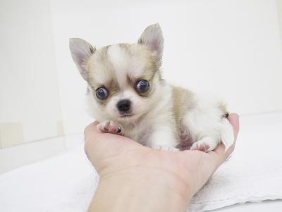 animal_image