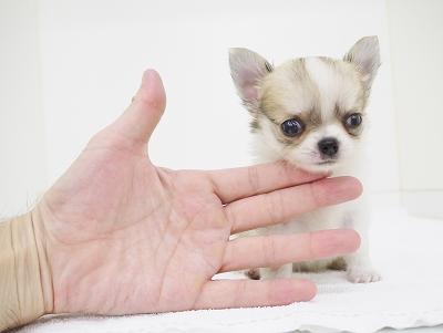animal_image