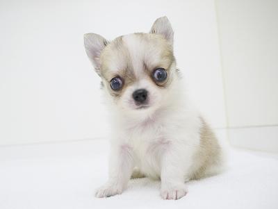 animal_image