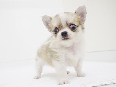 animal_image