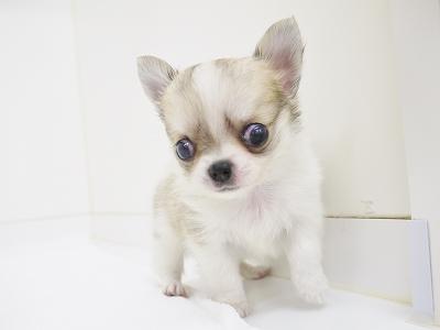 animal_image