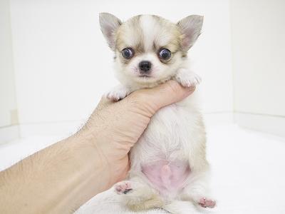animal_image