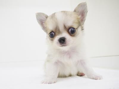 animal_image