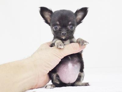 animal_image