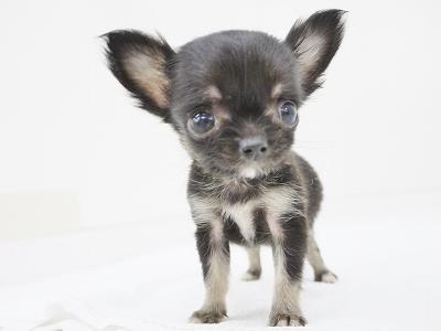 animal_image
