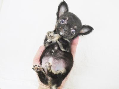 animal_image
