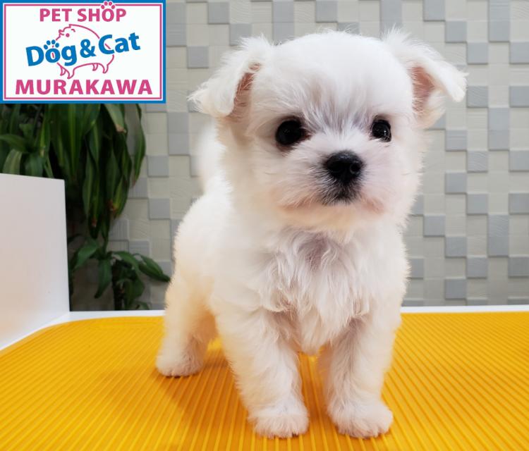 animal_image