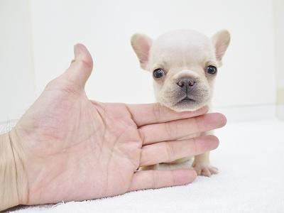 animal_image