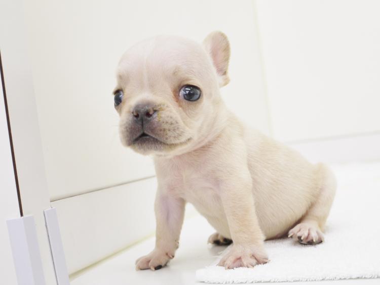 animal_image