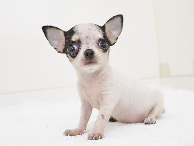 animal_image