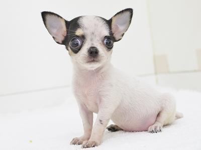 animal_image