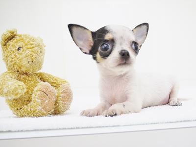 animal_image
