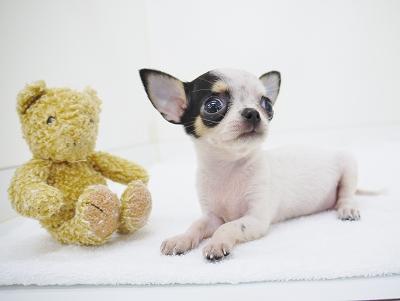 animal_image