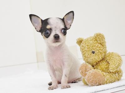 animal_image