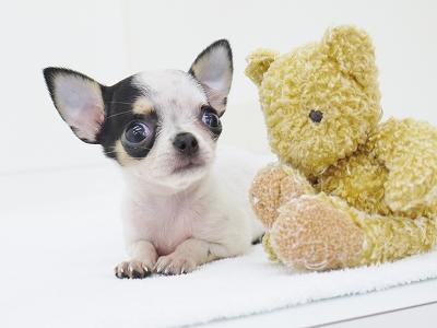 animal_image