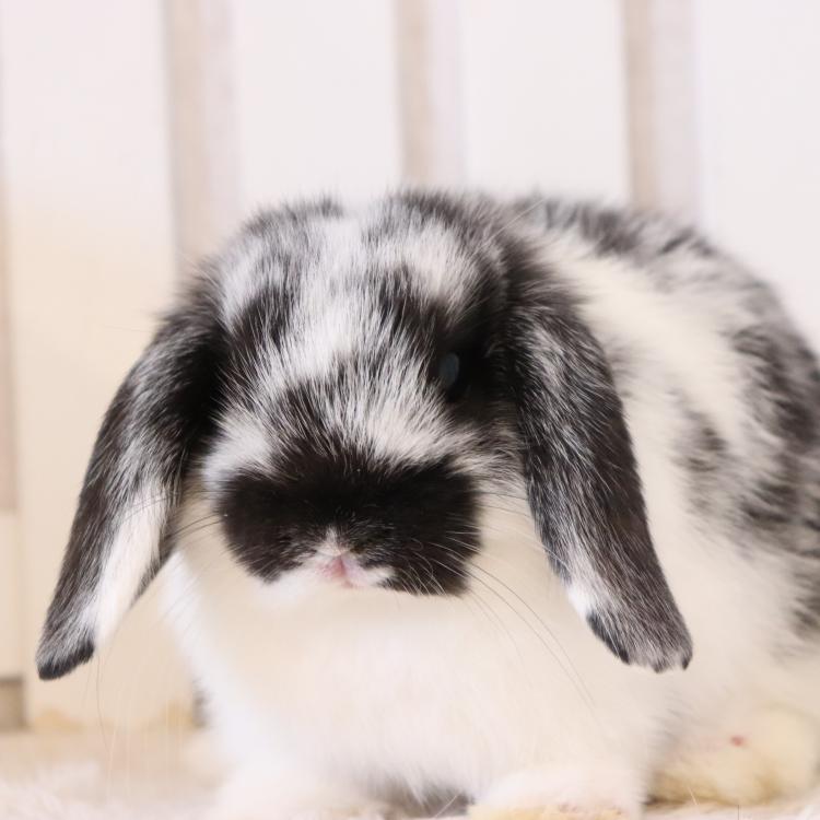 animal_image
