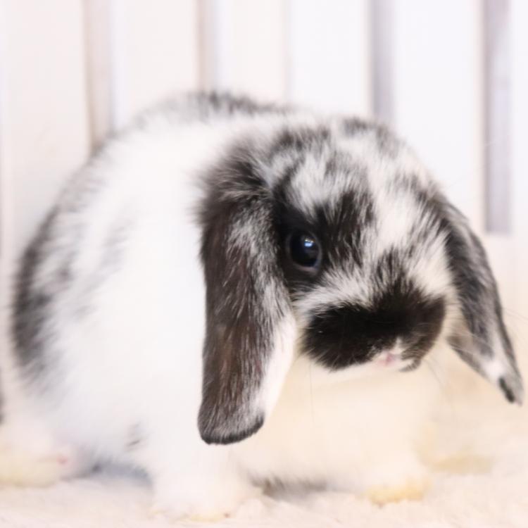 animal_image