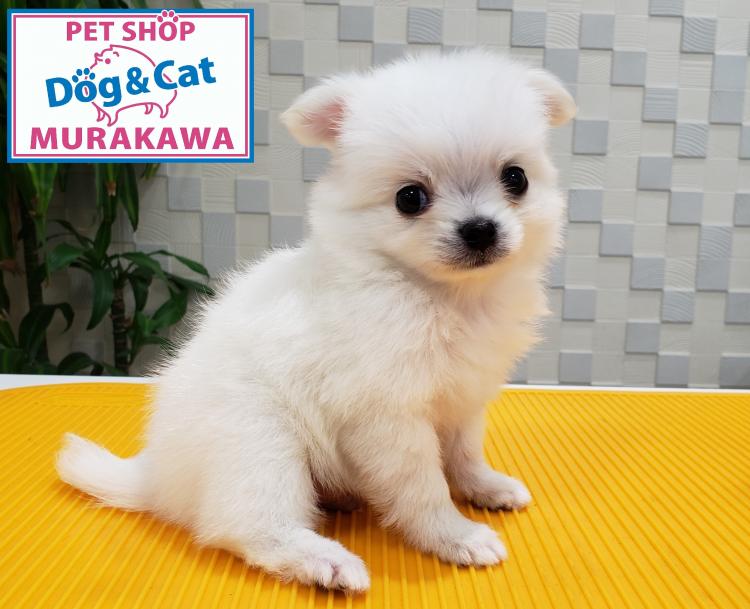 animal_image