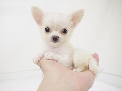 animal_image