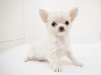 animal_image