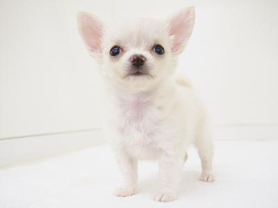 animal_image