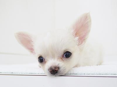 animal_image