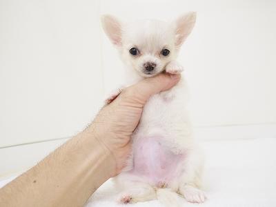 animal_image