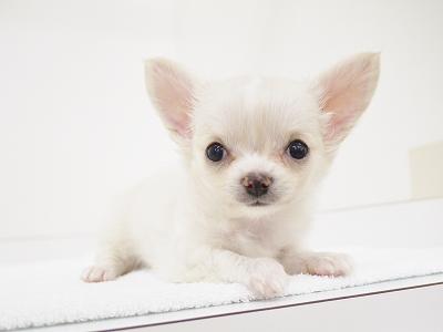 animal_image