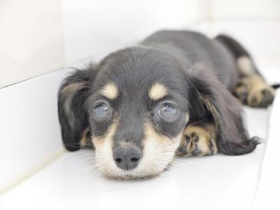 animal_image