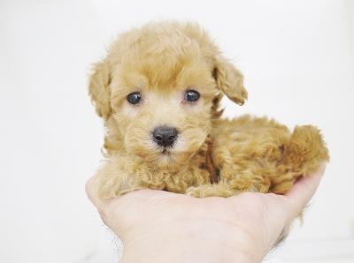 animal_image