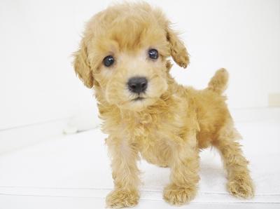 animal_image