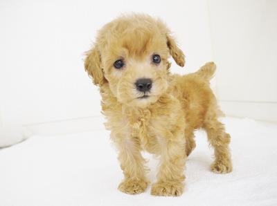 animal_image