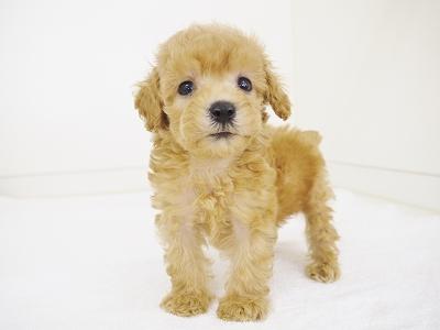 animal_image