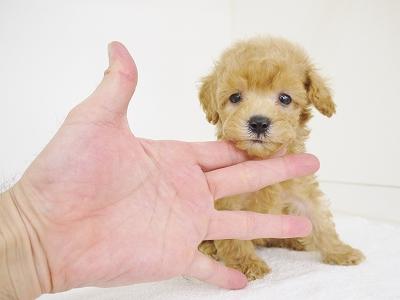 animal_image