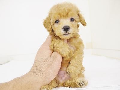 animal_image