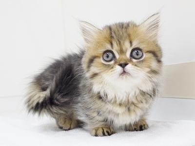 animal_image