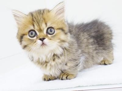 animal_image
