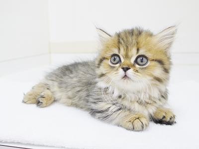 animal_image