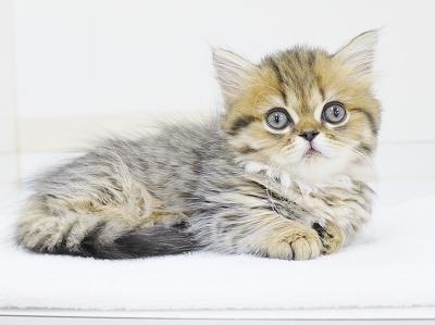animal_image