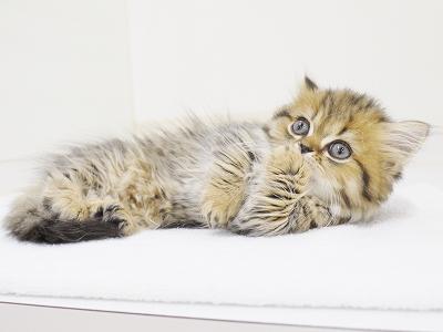 animal_image