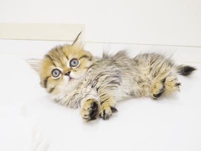animal_image