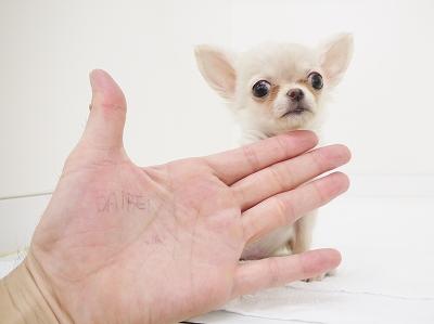animal_image