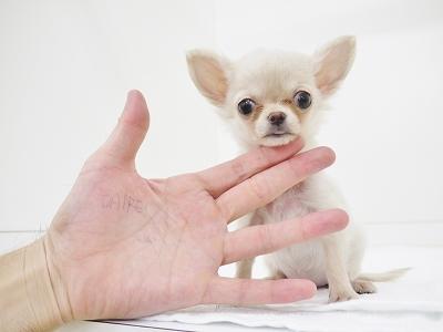 animal_image