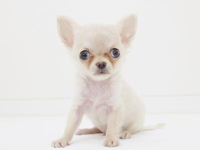 animal_image