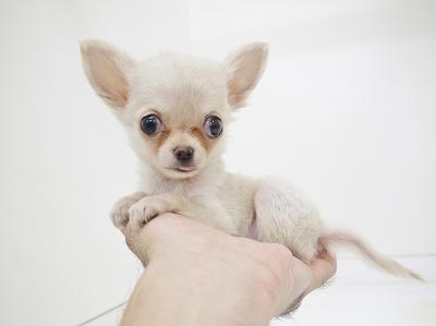 animal_image