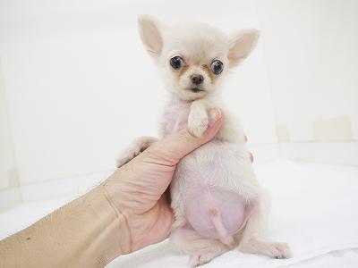 animal_image