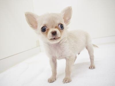 animal_image
