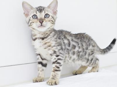 animal_image