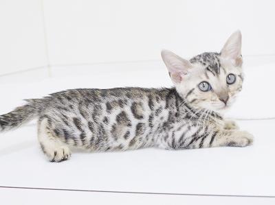 animal_image