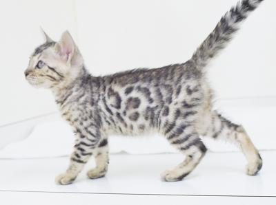animal_image